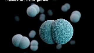 At least seven deaths in FL from meningococcal disease; one of the worst outbreaks in U.S. history